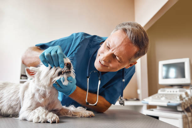 Best 24-Hour Emergency Dentist in Cedar Heights, MD